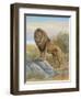 Lion-Ron Jenkins-Framed Art Print