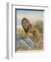 Lion-Ron Jenkins-Framed Art Print