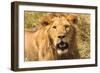 Lion-Max Blakesberg Studios-Framed Photographic Print