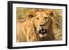 Lion-Max Blakesberg Studios-Framed Photographic Print