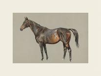 Friar's Daughter - Foal by Blenheim-Lionel Edwards-Premium Giclee Print