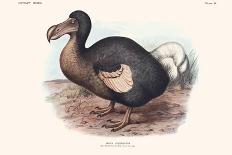 Didus Solitarius Dodo-Lionel Walter Rothschild-Art Print