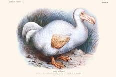 Didus Cucullatus, Dodo,-Lionel Walter Rothschild-Art Print