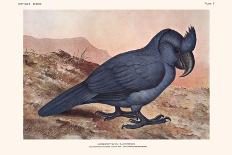 Didus Solitarius Dodo-Lionel Walter Rothschild-Art Print