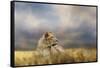 Lioness after the Storm-Jai Johnson-Framed Stretched Canvas