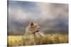 Lioness after the Storm-Jai Johnson-Stretched Canvas