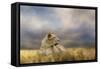 Lioness after the Storm-Jai Johnson-Framed Stretched Canvas