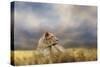 Lioness after the Storm-Jai Johnson-Stretched Canvas