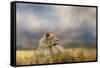 Lioness after the Storm-Jai Johnson-Framed Stretched Canvas