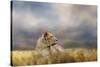 Lioness after the Storm-Jai Johnson-Stretched Canvas
