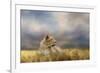 Lioness after the Storm-Jai Johnson-Framed Giclee Print