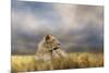 Lioness after the Storm-Jai Johnson-Mounted Giclee Print