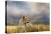 Lioness after the Storm-Jai Johnson-Stretched Canvas