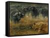 Lioness and Cape Buffalos-Harro Maass-Framed Stretched Canvas