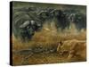 Lioness and Cape Buffalos-Harro Maass-Stretched Canvas