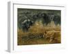 Lioness and Cape Buffalos-Harro Maass-Framed Giclee Print