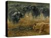 Lioness and Cape Buffalos-Harro Maass-Stretched Canvas