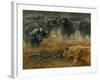 Lioness and Cape Buffalos-Harro Maass-Framed Giclee Print