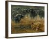 Lioness and Cape Buffalos-Harro Maass-Framed Giclee Print