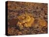 Lioness and Cub, Okavango Delta, Botswana, Africa-Paul Allen-Stretched Canvas