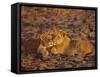 Lioness and Cub, Okavango Delta, Botswana, Africa-Paul Allen-Framed Stretched Canvas
