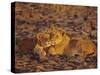 Lioness and Cub, Okavango Delta, Botswana, Africa-Paul Allen-Stretched Canvas