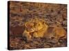 Lioness and Cub, Okavango Delta, Botswana, Africa-Paul Allen-Stretched Canvas