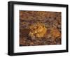 Lioness and Cub, Okavango Delta, Botswana, Africa-Paul Allen-Framed Photographic Print