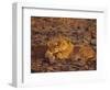 Lioness and Cub, Okavango Delta, Botswana, Africa-Paul Allen-Framed Photographic Print