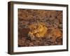 Lioness and Cub, Okavango Delta, Botswana, Africa-Paul Allen-Framed Photographic Print