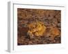 Lioness and Cub, Okavango Delta, Botswana, Africa-Paul Allen-Framed Photographic Print