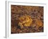 Lioness and Cub, Okavango Delta, Botswana, Africa-Paul Allen-Framed Photographic Print