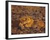 Lioness and Cub, Okavango Delta, Botswana, Africa-Paul Allen-Framed Photographic Print