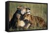 Lioness and Cub Resting on the Savanna-null-Framed Stretched Canvas