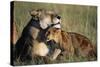 Lioness and Cub Resting on the Savanna-null-Stretched Canvas