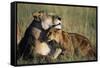 Lioness and Cub Resting on the Savanna-null-Framed Stretched Canvas