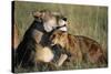 Lioness and Cub Resting on the Savanna-null-Stretched Canvas