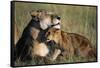 Lioness and Cub Resting on the Savanna-null-Framed Stretched Canvas