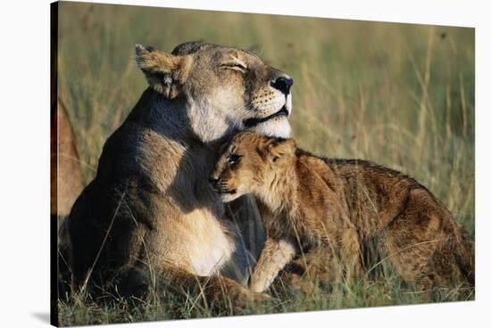 Lioness and Cub Resting on the Savanna-null-Stretched Canvas