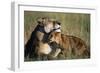 Lioness and Cub Resting on the Savanna-null-Framed Photographic Print