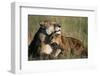 Lioness and Cub Resting on the Savanna-null-Framed Photographic Print