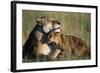Lioness and Cub Resting on the Savanna-null-Framed Photographic Print