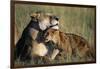 Lioness and Cub Resting on the Savanna-null-Framed Photographic Print