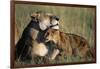 Lioness and Cub Resting on the Savanna-null-Framed Photographic Print