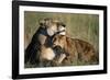 Lioness and Cub Resting on the Savanna-null-Framed Photographic Print