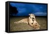 Lioness and Cub-null-Framed Stretched Canvas