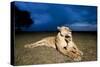 Lioness and Cub-null-Stretched Canvas