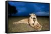 Lioness and Cub-null-Framed Stretched Canvas