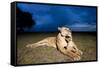 Lioness and Cub-null-Framed Stretched Canvas