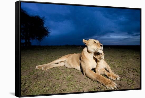 Lioness and Cub-null-Framed Stretched Canvas